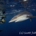 shark_silky_far_jar_h_0351_cub1637.jpg